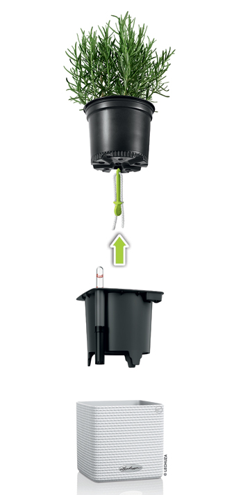 Hornbach-bylinky-5-X.jpg